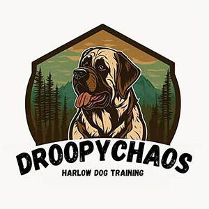 Droopy Chaos Dog training