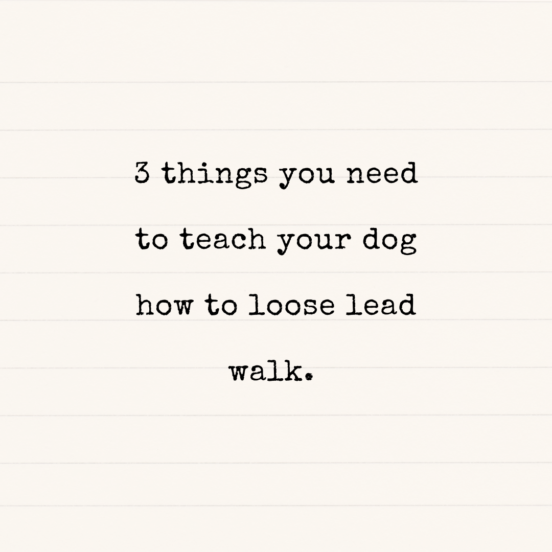3 things you need to successfully teach your dog how to loose lead walk