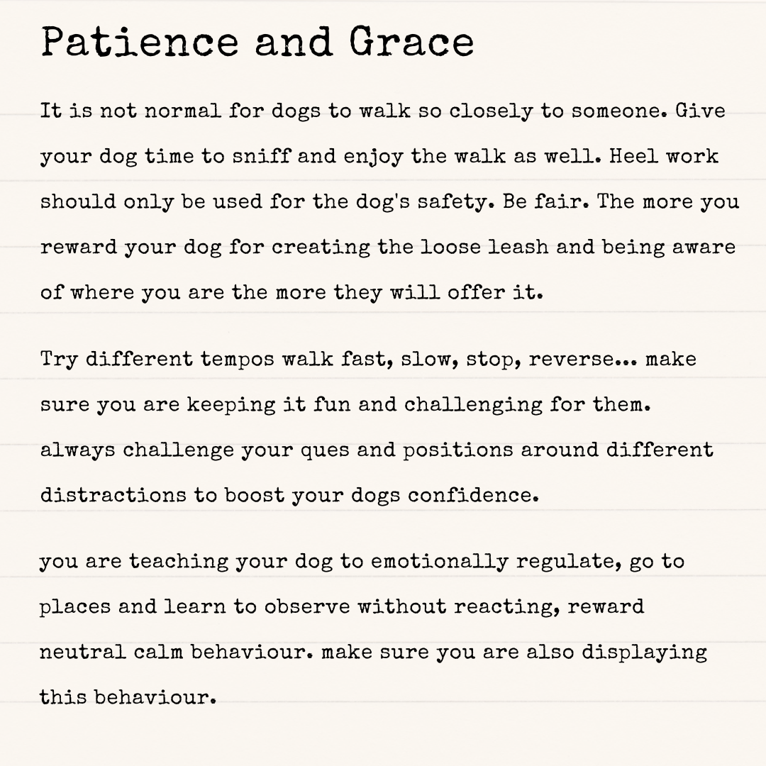3 things you need to train your dog how to walk with a loose leash successfully