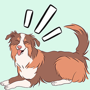 Droopy-Chaos-About-300x298 Droopy Chaos-Dog Training in Harlow Essex