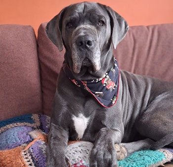 Home Dog Boarding and Day Care Harlow Essex