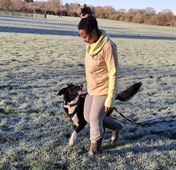 Free Dog Traning Events Harlow Essex