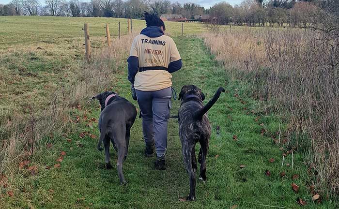 Droopy chaos Dog Training Harlow Essex