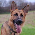 Reactive Dog Training in Harlow Essex