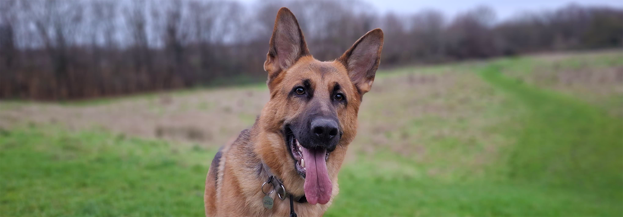 Reactive Dog Training in Harlow Essex