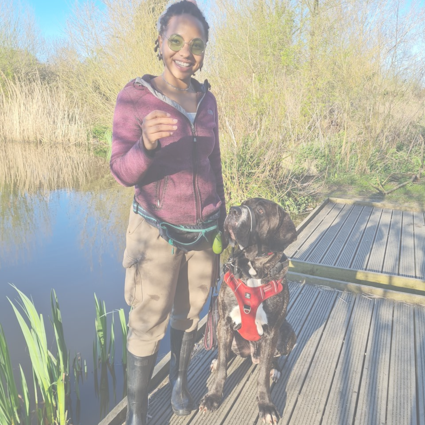 droopychaos Harlow dog training and socialising