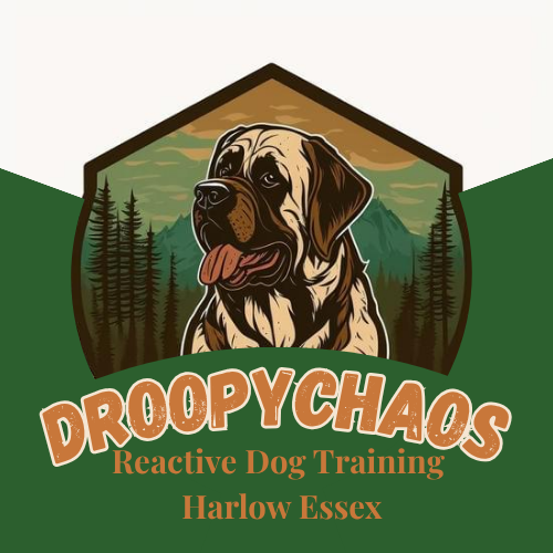droopychaos harlow reactive dog training